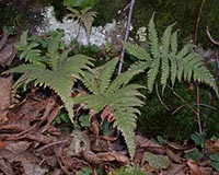 New York Fern